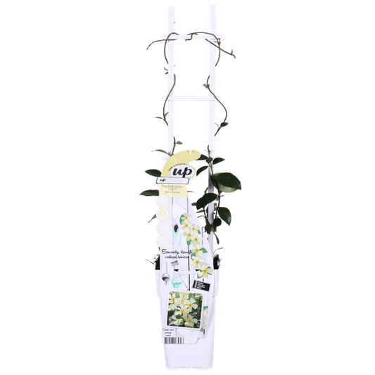 Sternjasmin Trachelospermum 'Star of Toscana' – 2er-Set – ca. 65cm hoch Ø15cm – Immergrüne, winterharte Kletterpflanze mit duftenden gelben Blüten – Für Balkon, Terrasse & Garten
