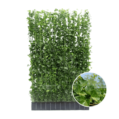 Hedera Hibernica - Efeu - Fertighecke - ↨150cm