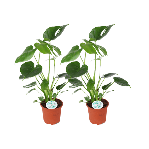 Monstera Deliciosa – Köstliches Fensterblatt – 2 Pflanzen – Zimmerpflanze – Ø14cm – ↕45cm – Tropisches Grün für Wohnzimmer Büro Schlafzimmer 