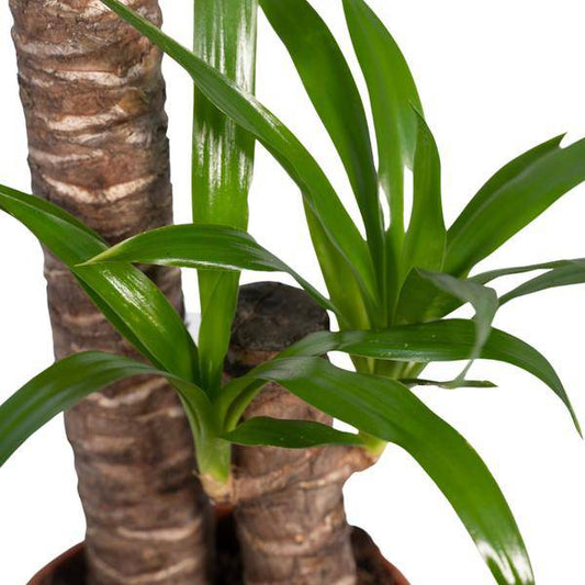 Palmlilie (Yucca Elephantipes) – Zimmerpflanze – Ø17cm Topf – ↕85cm – Sonnenliebende Yucca – Pflegeleicht & Trockenheitsresistent – Tropisches Flair für Innenräume