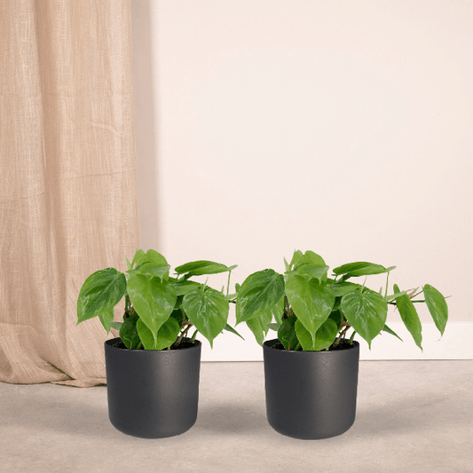 Baumfreund - Philodendron Scandens - Zimmerpflanze - 5cm - ø12cm - 2 Stück 