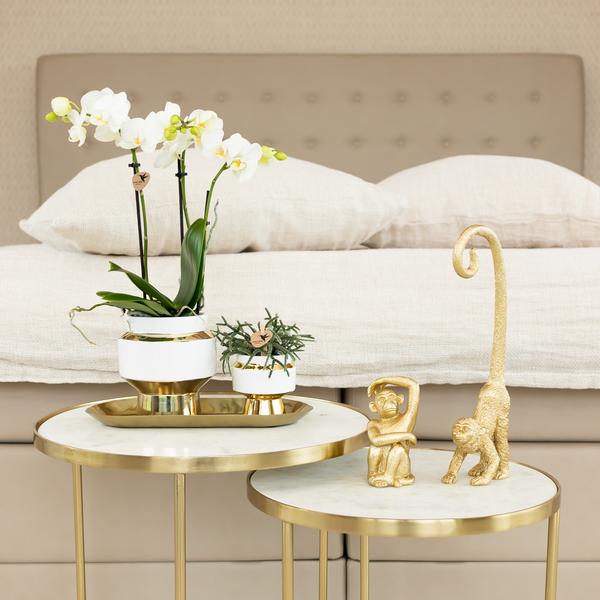 Kolibri Orchids | Weiße Phalaenopsis Orchidee - Amabilis + Le Chic dekorativer Topf gold - Topfgröße Ø9cm - 40cm hoch | blühende Zimmerpflanze im Blumentopf - frisch vom Züchter - Oasis of Life