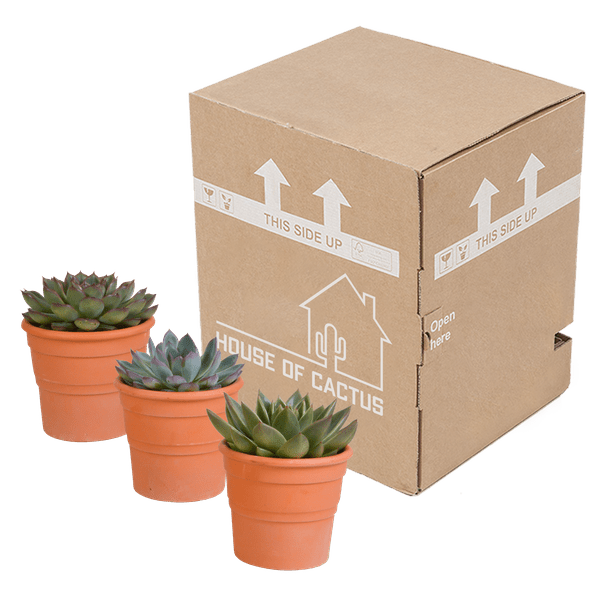 Steinrose - Echeveria - Mix  10,5 cm - 3 Stück - Zimmerpflanze - im Terrakotta-Topf
