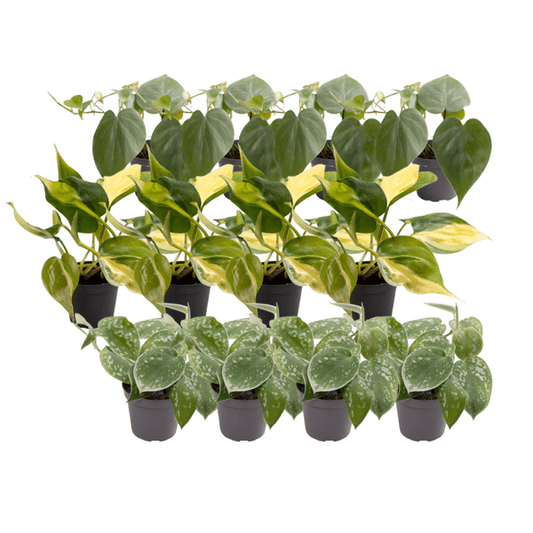 Baumfreund - Philodendron Scandens Mix - Zimmerpflanze - 12 Stück 