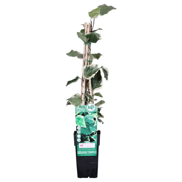 Bunter Efeu - Hedera algeriensis 'Gloire de Maren' - Ø15cm - ↕65cm