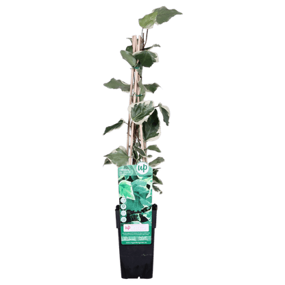 Bunter Efeu - Hedera algeriensis 'Gloire de Maren' - Ø15cm - ↕65cm