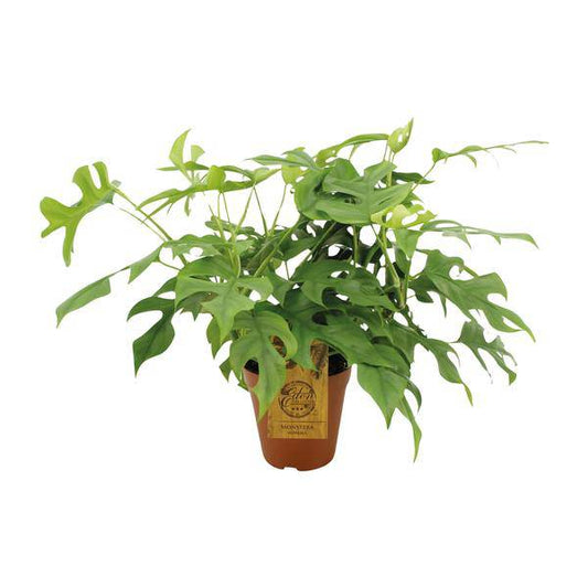 Monstera Minima - Ø15cm - ↕25cm - Oasis of Life