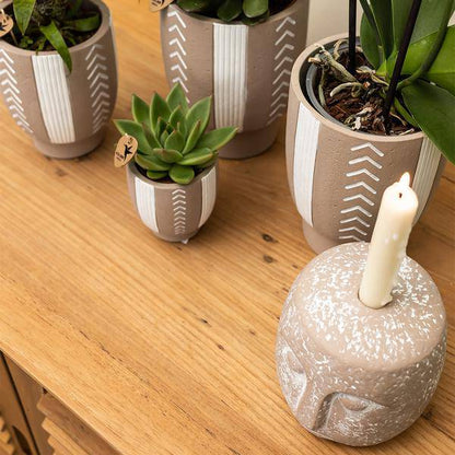 Sukkulente Echeveria Miranda – Grüne Zimmerpflanze – Rosettenform – Ø9cm – Pflegeleicht & Dekorativ 