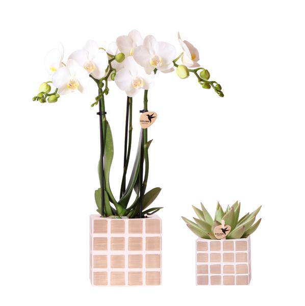 Amabilis Orchidee Weiß und Sukkulente in Mosa Dekotöpfen Braun Ø9cm & Ø6cm - Zimmerpflanze