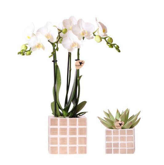 Amabilis Orchidee Weiß und Sukkulente in Mosa Dekotöpfen Braun Ø9cm & Ø6cm - Zimmerpflanze