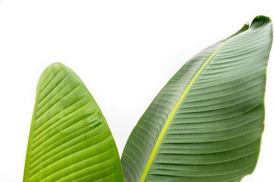 Baum-Strelitzie – Strelitzia Augusta – Zimmerpflanze – 210cm – Ø30cm – Weißer Paradiesvogel mit großen Blättern für Wohnzimmer und Büro 
