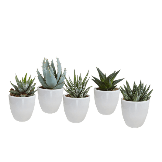 Sukkulente - Gasteria/Haworthia - Mix - 5,5 cm - im Topf - 5 Stück 