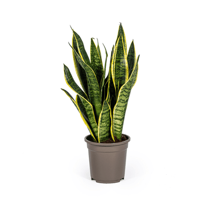 Sansevieria Trifasciata Futura Superba Ø17cm - ↕50-55cm - Oasis of Life