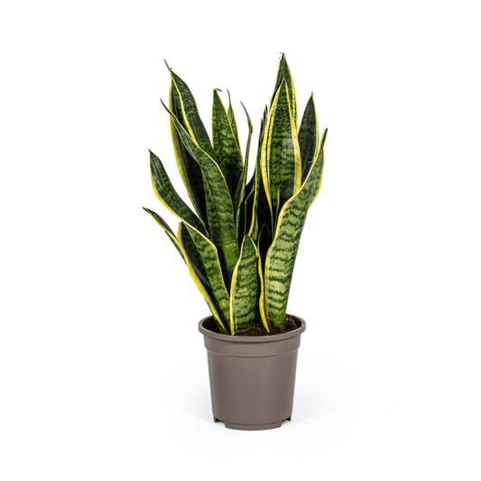 Sansevieria Trifasciata Futura Superba Ø17cm - ↕50-55cm - Oasis of Life