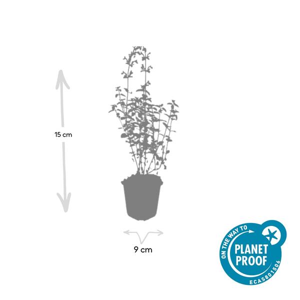 Nepeta 'Walker's Low' – 6 Pflanzen – Katzenminze – Lavendelblaue Blüten – Silbergrünes Laub – Pflegeleichte Staude – Sonnig – Bienen & Schmetterlinge