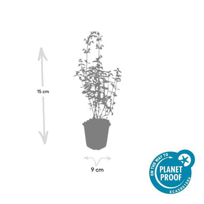 Nepeta 'Walker's Low' – 6 Pflanzen – Katzenminze – Lavendelblaue Blüten – Silbergrünes Laub – Pflegeleichte Staude – Sonnig – Bienen & Schmetterlinge