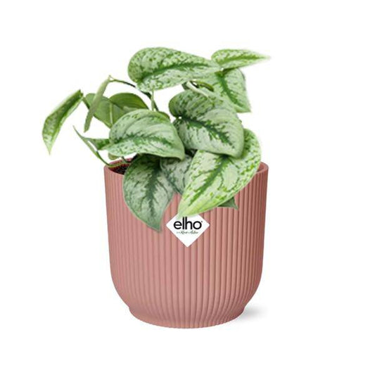 Efeutute - Scindapsus Pictus 'Trebie' - Zimmerpflanze + Topf Vibes Fold 14cm Rosa