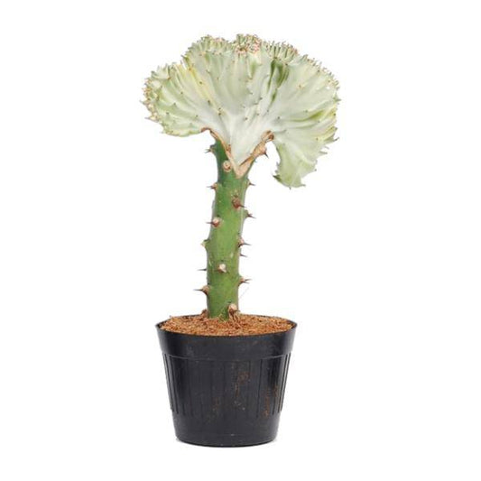 Euphorbia lactea Cristata Weiß – Drachenknochenkaktus – Sukkulente Zimmerpflanze – Exotische Rarität – Pflegeleicht – ↕30cm – Ø10,5cm 
