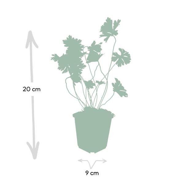 Storchschnabel Geranium Rozanne – Bodendecker & langlebige Blüherin – Ø9cm – ↕10-25cm – 20 Pflanzen – robust & pflegeleicht