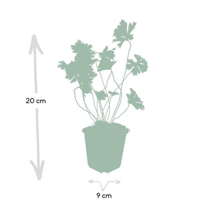 Storchschnabel Geranium Rozanne – Bodendecker & langlebige Blüherin – Ø9cm – ↕10-25cm – 20 Pflanzen – robust & pflegeleicht