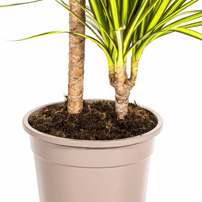 Dracaena Marginata Sonnenstrahl Ø19cm - ↕80-100cm