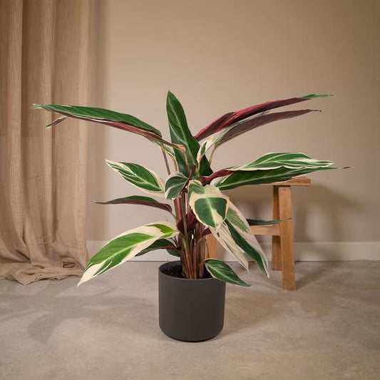 Calathea Triostar - Pfauenpflanzet - Ø19cm - ↕70cm - Oasis of Life
