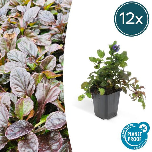 Kriechender Günsel – Ajuga reptans – ↕10-25cm – Ø9cm – 12 Pflanzen – Blühender Bodendecker für Halbschatten & Schatten – Bienenfreundlich