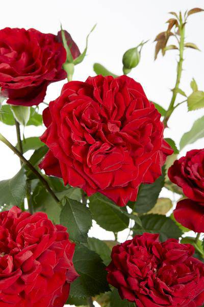 Rote Rose - Rosa Crazy in love 'Red' - Ø15cm - ↕65cm 