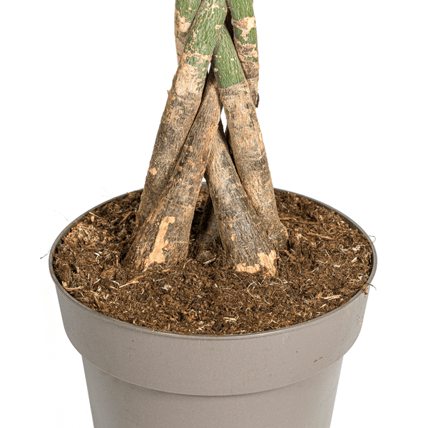 Pachira Aquatica Ø27cm - ↕140-150cm - Oasis of Life
