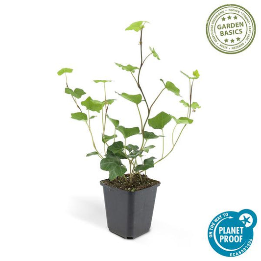 Großblättriger Irischer Efeu Hedera hibernica – Kletterpflanze & Bodendecker – Ø9cm – ↕10-25cm – 6 Pflanzen – pflegeleicht & robust 