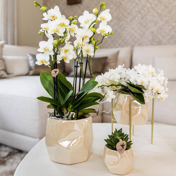 Kombi-Angebot Perlen Travertin Töpfe – 3er-Set Ø6/9/12 cm – stilvolle Keramik-Pflanzgefäße für Orchideen, Sukkulenten & Zimmerpflanzen 