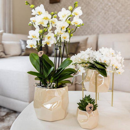Kombi-Angebot Perlen Travertin Töpfe – 3er-Set Ø6/9/12 cm – stilvolle Keramik-Pflanzgefäße für Orchideen, Sukkulenten & Zimmerpflanzen 