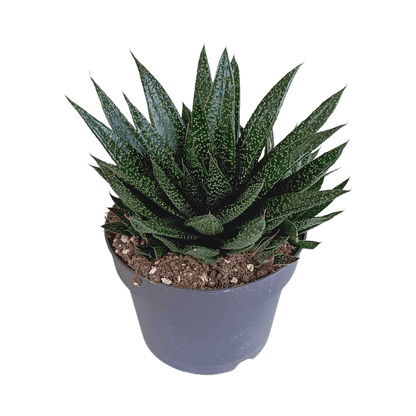 Gasterie - Gasteria 'd Due - Zimmerpflanze - Sukkulente - 17cm
