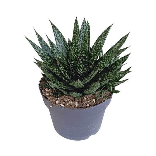 Gasterie - Gasteria 'd Due - Zimmerpflanze - Sukkulente - 17cm 