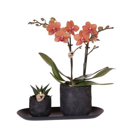 Phalaenopsis Orchidee Orange Bolzano mit Sukkulente – Pflanzenset mit Keramiktöpfen im Moon-Design auf schwarzem Tablett – Zimmerpflanzen Deko Set 