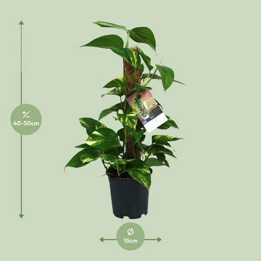 Efeutute - Scindapsus Epipremnum - Zimmerpflanze - Ø15cm - ↕50cm 
