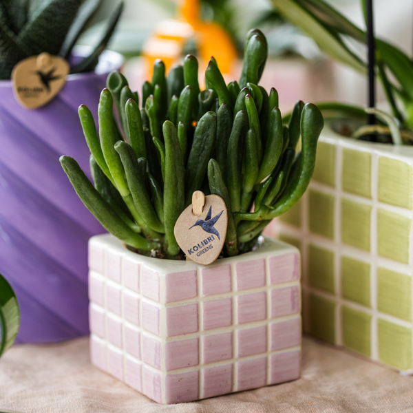 Mosa Ziertopf - Rosa - Ø6cm 