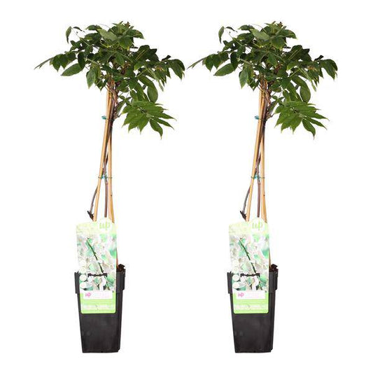 Blauregen - Wisteria floribunda 'Longissima Alba' - ↨65cm - Ø15cm - 2 Stück