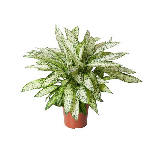 Dieffenbachie - Dieffenbachia Vesuvius - Zimmerpflanze - Ø27cm - ↕80cm 