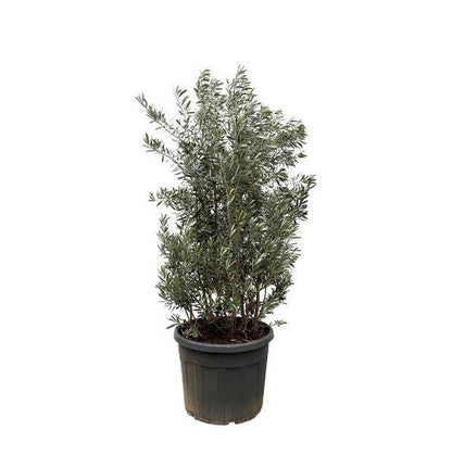 Olivenbaum - Olea Europaea Strauch - 225cm - Ø50cm