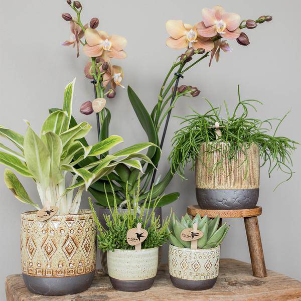 Grüne Pflanze - Sukkulente Echeveria Miranda - Blumenerde Ø6cm - grüne Zimmerpflanze - frisch aus der Gärtnerei - Oasis of Life