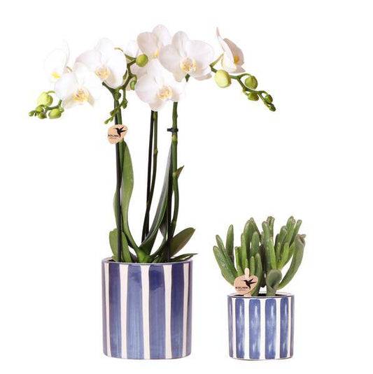 Phalaenopsis Orchidee Amabilis Weiß und Sukkulente Crassula Hobbit im blauen Painted Stripe Topf Ø9cm + Ø6cm - Zimmerpflanze - Pflanzset 