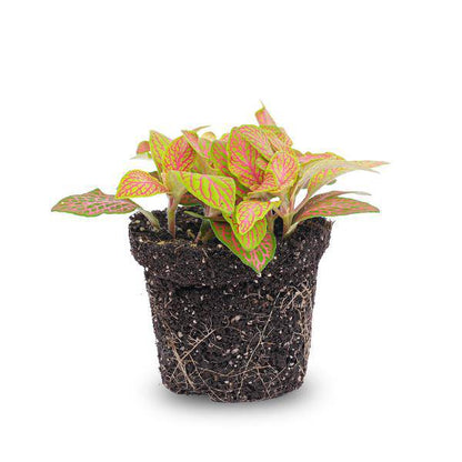 Fittonia Orange - Pink - Ruby Lime - Mosaikpflanze - Topfgröße 8