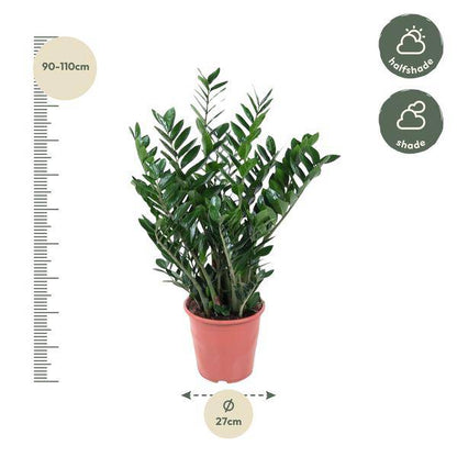 Glücksfeder - Zamioculcas Zamiifolia - Zimmerpflanze - 100 cm - ø27cm