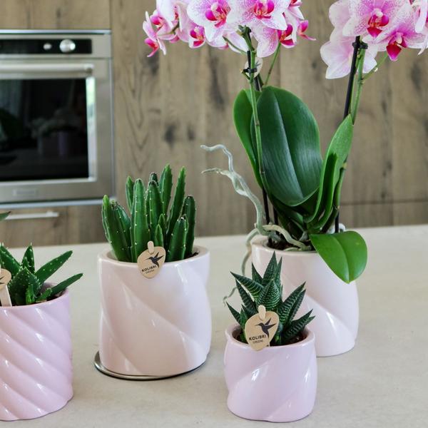 Candy Dekotopf Rosa – Ø6cm – Runder Keramik Blumentopf – Moderner Mini Blumentopf für Orchideen & kleine Zimmerpflanzen – Dekoration für Wohnzimmer, Küche & Büro 