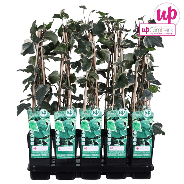 Bunter Efeu - Hedera algeriensis 'Gloire de Maren' - Ø15cm - ↕65cm