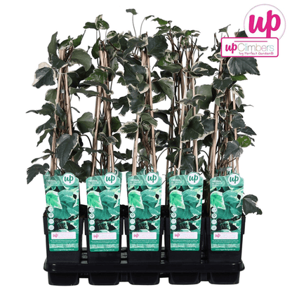 Bunter Efeu - Hedera algeriensis 'Gloire de Maren' - Ø15cm - ↕65cm