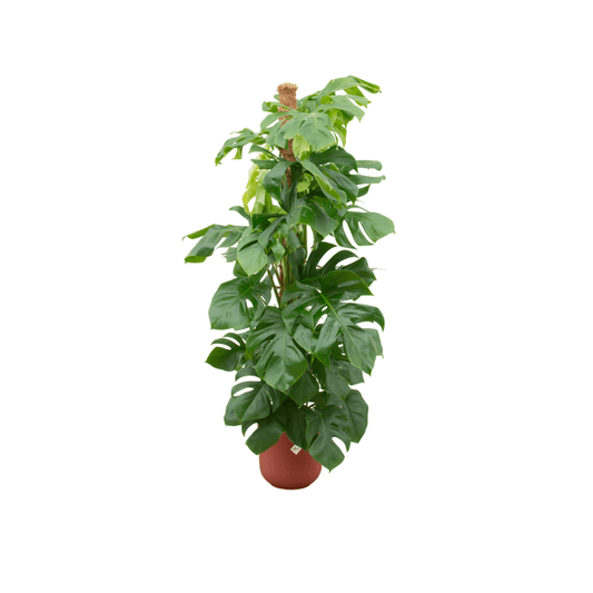 Monstera Pertusum – Fensterblatt – Ø26cm – ↕150cm – Mit dekorativem Jazz Topf Rot – Große Zimmerpflanze im Pflanzset – Tropische Blattschmuckpflanze für Wohnzimmer & Büro 