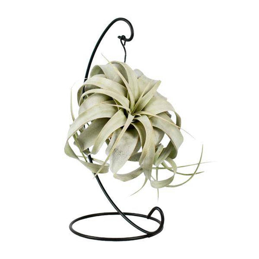 Luftpflanze - Tillandsia König Xero - Ø12cm - ↕23cm 