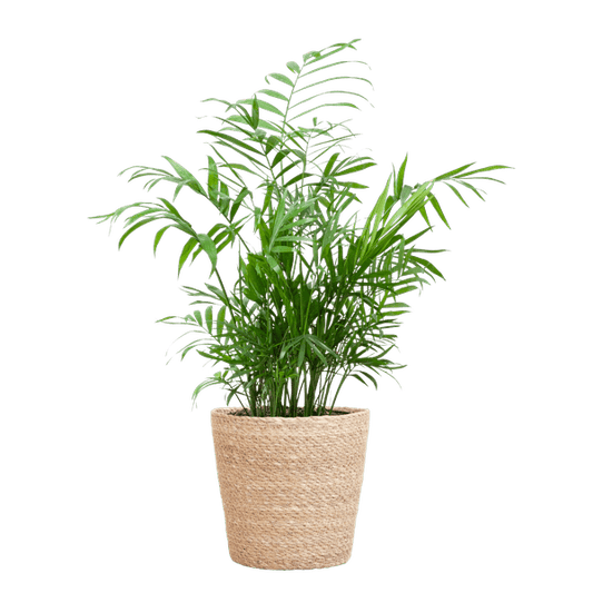 Chamadorea Elegans Mexikanische Bergpalme – Zimmerpflanze ca. 55cm – Ø17cm – Im handgeflochtenen Pflanzkorb Sofia Natur – Elegante, pflegeleichte Zimmerpalme 